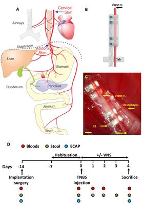 Anti-inflammatory Effects of Abdominal Vagus Nerve Stimulation on Experimental Intestinal Inflammation